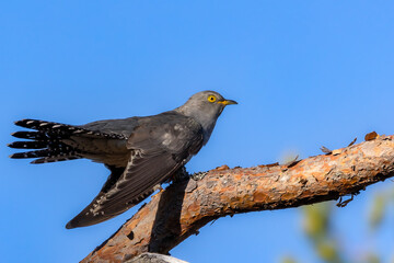 Fototapeta premium Common cuckoo perched on a tree branch. Sweden
