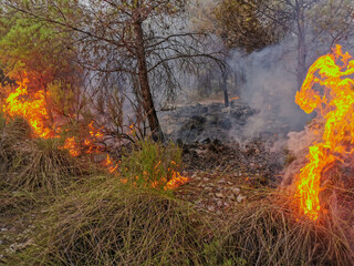 Mountain burning in a forest fire, natural disaster in the Mediterranean vegetation, trees and...