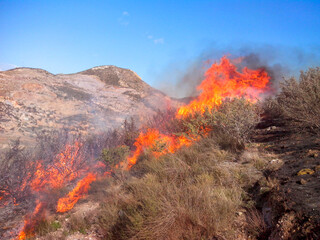 Naklejka premium Mountain burning in a forest fire, natural disaster in the Mediterranean vegetation, trees and plants being devoured by flames in summer