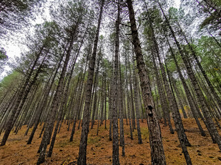 
Forest area, with a very tall pine forest, straight trees that seek the sun, on a humid, rainy and...