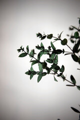 Naturaleza Primaveras flores jardín