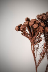 Naturaleza Primaveras flores jardín