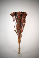 Naturaleza Primaveras flores jardín