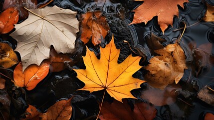 Vivid Yellow Leaf Resting on a Pile of Brown Leaves