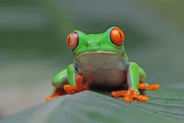 Red-eyed tree frog sitting on green leaves, red-eyed tree frog (Agalychnis callidryas) closeup