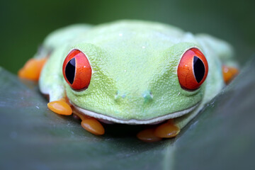 Red-eyed tree frog on green leaves, red-eyed tree frog (Agalychnis callidryas) closeup