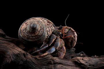 Hermit crab closeup on isolated background, Hermit crab closeup © kuritafsheen