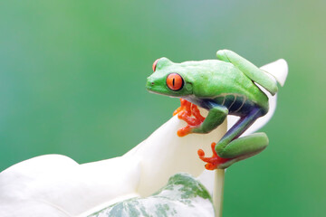 Red-eyed tree frog closeup on monstera varigata leaves, red-eyed tree frog (Agalychnis callidryas)...