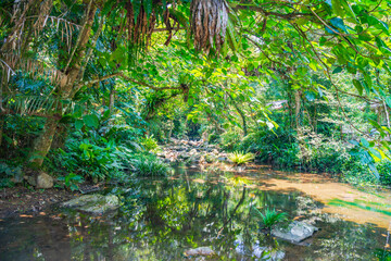 Tropical rainforest green jungle in Baihualing, Hainan, China
