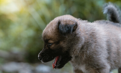 copy space photo of puppy's head