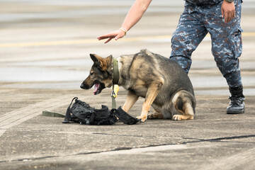 Smart police dog demonstrations to attack the enemy.K9 military dog unit.K-9 training service dogs...