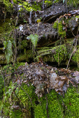 Moss and ferns on rocks. Forest at Lösnich. Rhineland-Palatinate. Germany. River Moselle area. 