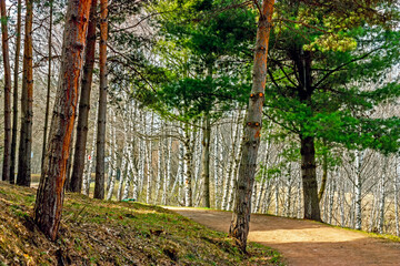 Path in the forest, Caucasus.