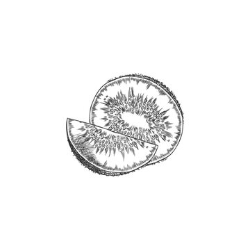 Half cut and slice of kiwi engraved hand drawn vector, tropical sweet fruit sketch, farm natural food, vitamin snack