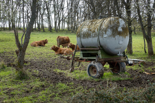 Cows and watertank on a cart. Lösnich. Rhineland-Palatinate. Germany. River Moselle area. 