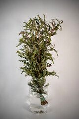 Naturaleza Primaveras flores jardín