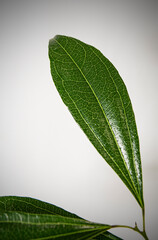 Naturaleza Primaveras flores jardín