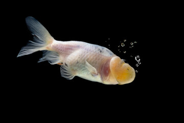Bubble eye goldfish moving blowing bubbles from his mouth on black background, Closeup Bubble goldfish eye fish