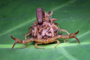 Hottentotta scorpion with babys on body, Hottentotta scorpion front view on green leaves © kuritafsheen