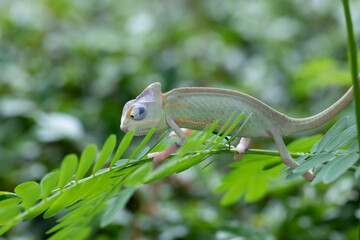 Baby veiled chameleon on branch, Baby veiled chameleon closeup on green leaves