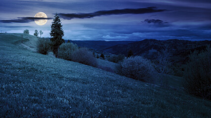 trees on the hill in spring at night. carpathian mountains with with grassy meadow in full moon light