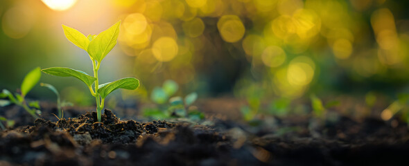 Young green plant sprouting from fertile soil with a backdrop of golden sunlight, symbolizing growth and new beginnings.