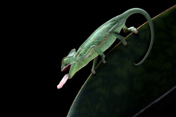 Baby veiled chameleon on leaves catching insect, Baby veiled chameleon closeup on green leaves