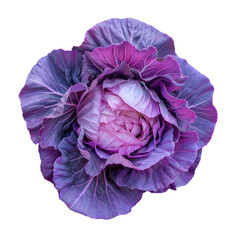 Obraz premium Purple cabbage with leaves on a Transparent Background