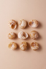 Different snail shells on a beige background, minimalism concept, monochrome palette