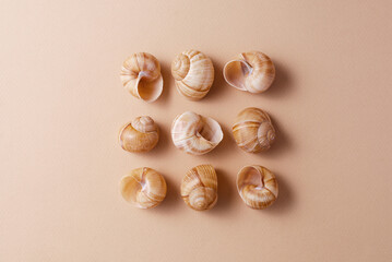 Different snail shells on a beige background, minimalism concept, monochrome palette