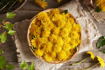 Fresh dandelion flowers harvested in spring in a wicker basket on table, top view