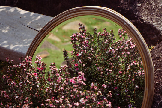 selective focus Pink flowers reflecting in the mirror Flower bush in park garden field There is space for text.