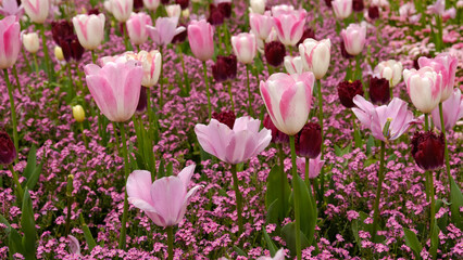 Spring Flowers Banner. Pink flowering tulips in field. Pink petals and green leaves of blooming flowers. Greeting card banner, mother's day card, women's day, birthday, easter. Botanical selection
