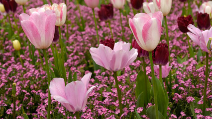 Spring Flowers Banner. Pink flowering tulips in field. Pink petals and green leaves of blooming flowers. Greeting card banner, mother's day card, women's day, birthday, easter. Botanical selection