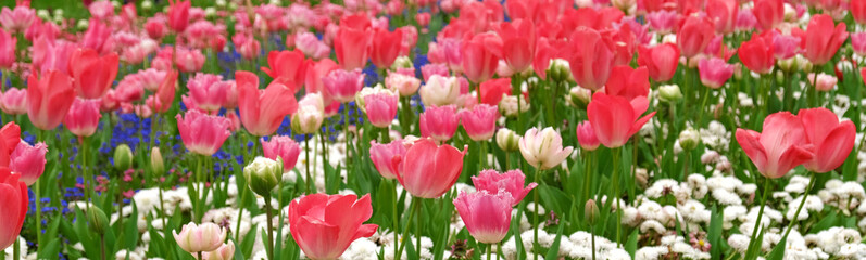 Spring Flowers Banner. Pink flowering tulips in field. Pink petals and green leaves of blooming flowers. Greeting card banner, mother's day card, women's day, birthday, easter. Botanical selection