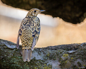 A White`s thrush perching on a branch