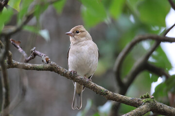 Bird sitting on a branch