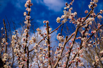 Spring blossoms on trees that are in the process of growing and bearing fruit in the future