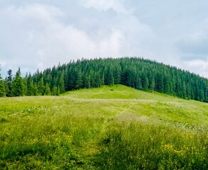 landscape in the mountains, forest, travel, in green tones, travel, Carpathian mountains, hiking in the mountains, poster, wallpaper, cover, summer, scenery