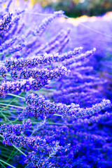 Lavender flowers field close up, Provence France