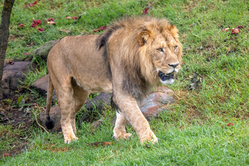 Young male Lion (Panthera leo) prowling around a grass field in the morning, its gaze fixed right ahead and moving from left to right.