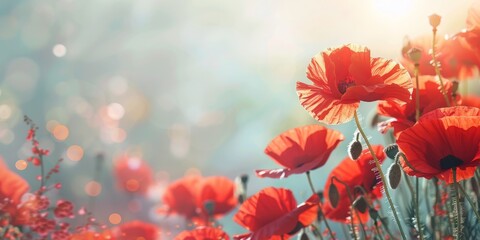A field of red poppies with a blue sky in the background. The flowers are in full bloom and the sun is shining brightly - obrazy, fototapety, plakaty