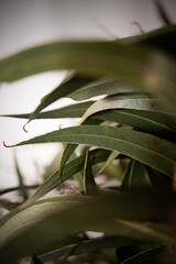 Naturaleza Primaveras flores jardín