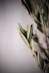 Naturaleza Primaveras flores jardín