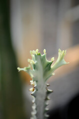 Euphorbia lactea white ghost or Euphorbia or Euphorbia mayurnathanii variegated ,Euphorbia lactea - obrazy, fototapety, plakaty
