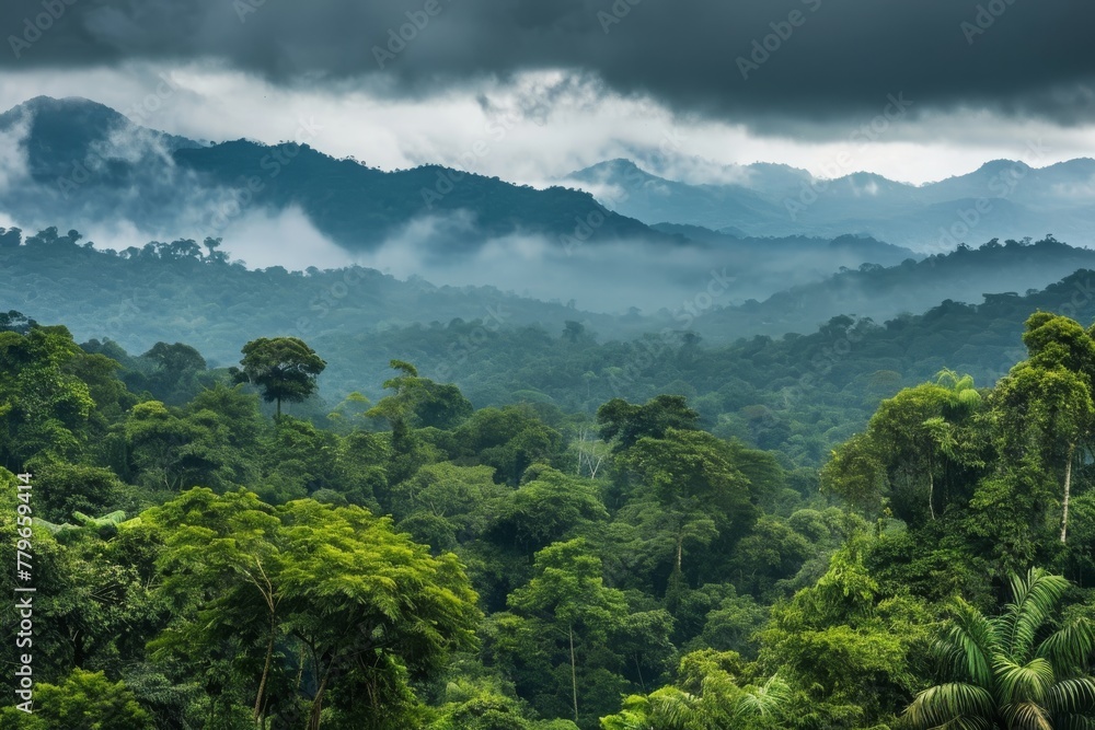 Poster a forest scene with numerous trees stretching towards a cloudy sky, a panoramic view of the amazon r