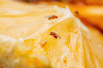 Tropical Fruit Fly Drosophila Diptera Parasitic Insect Pest on Fruit Macro
