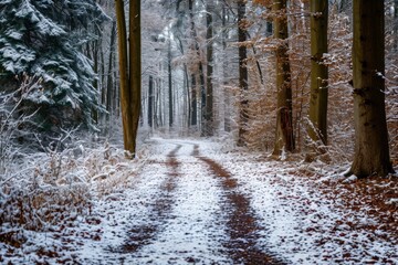 A photograph capturing a path covered in snow, winding through a forest filled with trees, A path through the woods, freshly covered in snow, AI Generated