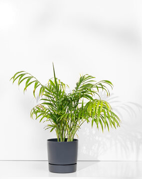 House plant chamaedorea in a pot on a white isolated background.