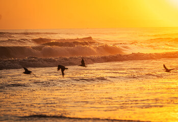 Peru's picturesque beach at sunset, with silhouetted figure, seabirds, and golden sky.